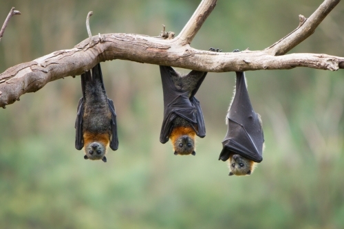 Three Flying Foxes Hanging in a Tree - Australian Stock Image