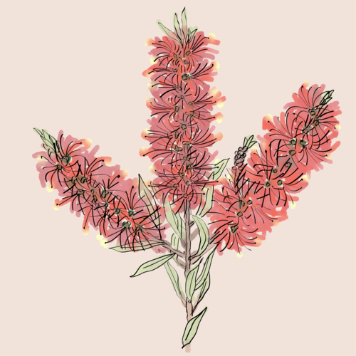 Three hand drawn red bottlebrush flowers and green eaves on pale background - Australian Stock Image