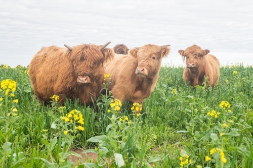 Three highland cows standing in paddock with yellow flowers - Australian Stock Image