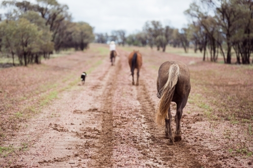 Three horses and a dog on a wet bush track - Australian Stock Image