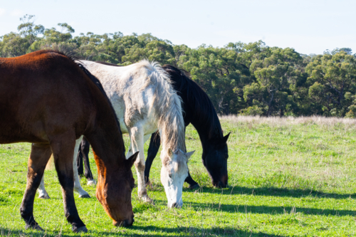 Three horses eating grass with bush in background - Australian Stock Image