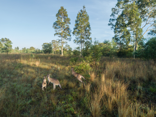 three kangaroos together in rural country paddock with grass and trees - Australian Stock Image