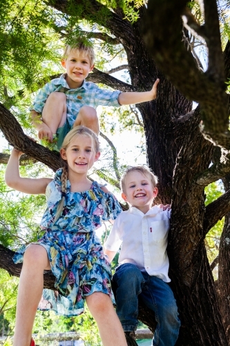 Three siblings sitting in tree together smiling - Australian Stock Image