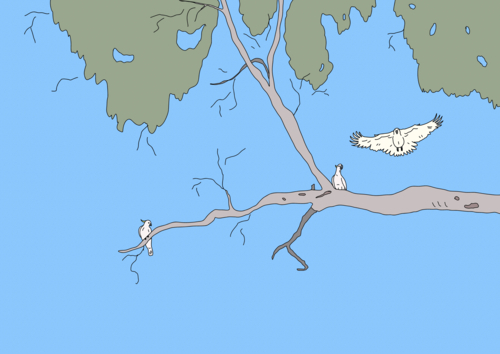 Three sulphur crested white cockatoos playing on high branch with green foliage and blue sky - Australian Stock Image