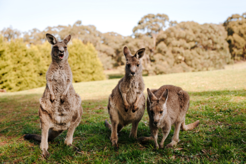 three young kangaroos standing in grassy paddock at wildlife reserve - Australian Stock Image