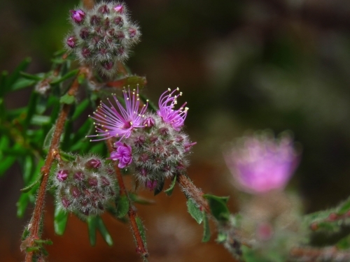 Tiny pink stamen bursting out of Kunzea flowers - Australian Stock Image