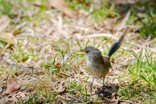 Tiny young female Splendid Fairy-wren - Australian Stock Image