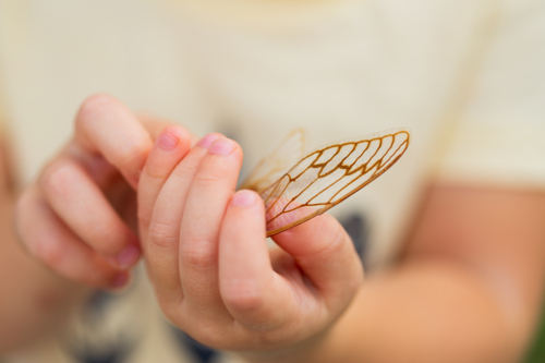 Toddler kid out in nature holding dried out wings of cicada insect bug - Australian Stock Image