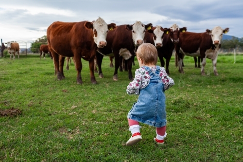 toddler on farm walking toward curious cattle in green paddock - Australian Stock Image