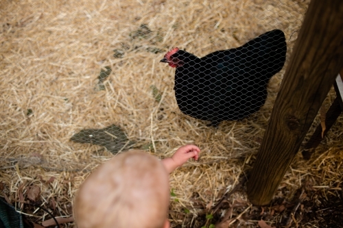 toddler with a black chicken - Australian Stock Image