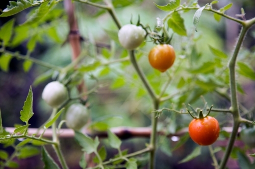 Tomatoes growing on vine - Australian Stock Image