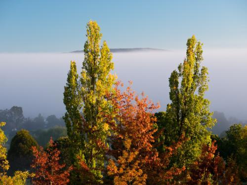 Tops of trees with autumn leaves against misty background - Australian Stock Image