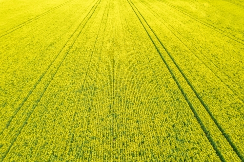 topshot of a field with yellow flowers - Australian Stock Image