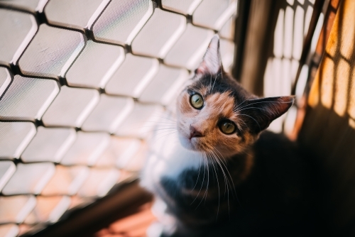 Tortoise shell cat at the door - Australian Stock Image