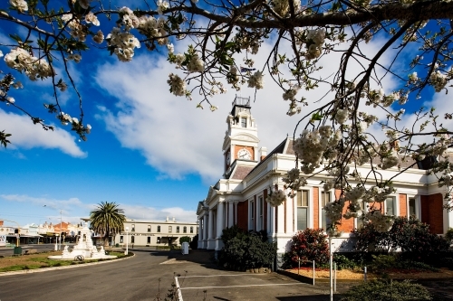 Town hall in regional town with blossom tree in foreground - Australian Stock Image