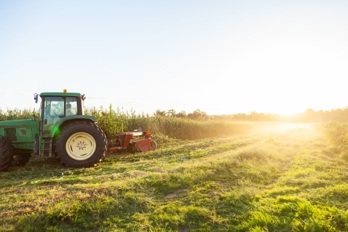 Tractor harvesting forage crop - Australian Stock Image