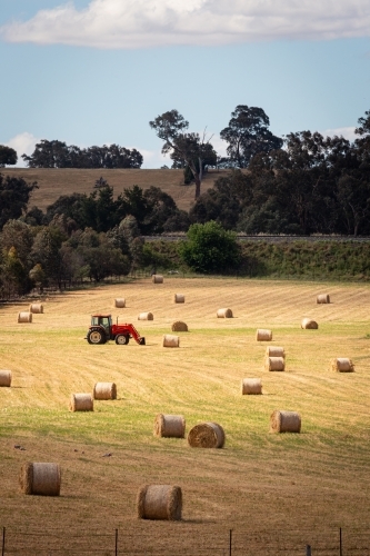 Tractor in a paddock about to pick up round bales of hay - Australian Stock Image