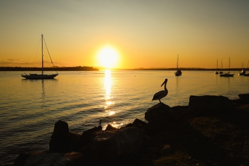 Tranquil afternoon setting with silhouette of pelicans and yachts on the river at sunset - Australian Stock Image