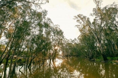 Tranquil golden afternoon along the Gunbower Creek in Koondrook Victoria Australia - Australian Stock Image