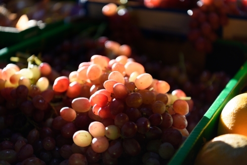 Transparent red grapes on dark background. - Australian Stock Image