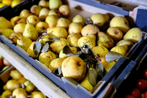 Trays of pears in organic farm shop - Australian Stock Image