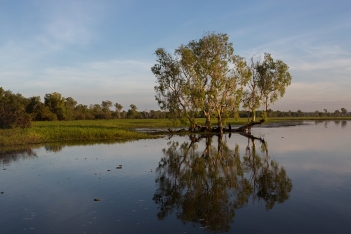 tree and reflection in the river at Kakadu - Australian Stock Image