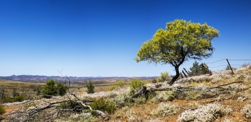 Tree and wildflowers with fence on hill and blue sky - Australian Stock Image