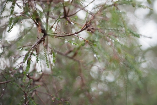 Tree branch and leaves with water droplets - Australian Stock Image