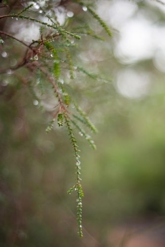 Tree branch and leaves with water droplets - Australian Stock Image