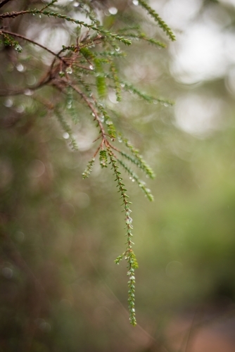 Tree branch and leaves with water droplets - Australian Stock Image