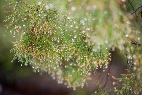 Tree branch and leaves with water droplets - Australian Stock Image