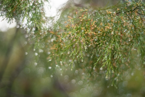 Tree branch and leaves with water droplets - Australian Stock Image