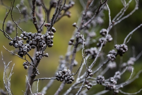 tree branch with gum nuts - Australian Stock Image