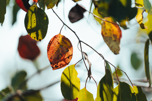 Tree branches with green and autumn hues on a sunny day. - Australian Stock Image