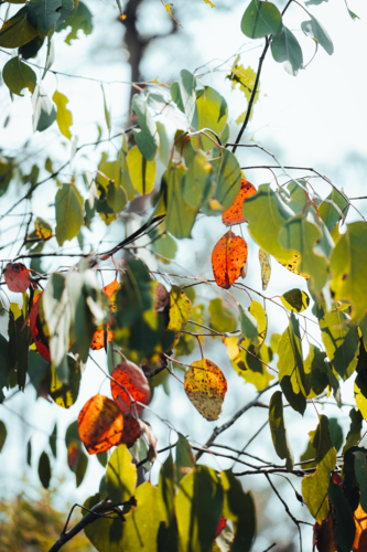 Tree branches with green and autumn hues on a sunny day. - Australian Stock Image