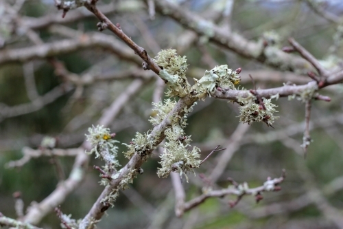 Tree branches with lichen - Australian Stock Image