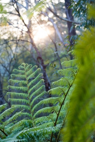 Tree fern in forest