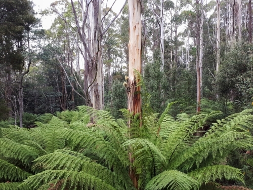 tree ferns and gum trees in forest - Australian Stock Image