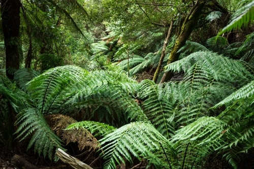 tree ferns on forest floor - Australian Stock Image