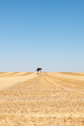 Tree in middle of harvested wheat paddock creating harvest lines - Australian Stock Image