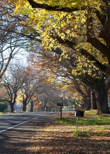 Tree lined road though country town in Autumn - Australian Stock Image