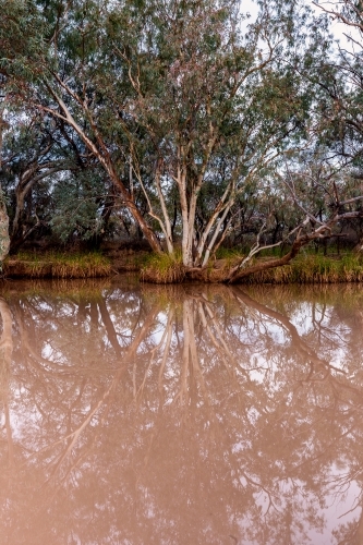 Tree reflected in muddy waters - Australian Stock Image