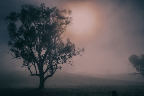 tree silhouette on a foggy morning - Australian Stock Image