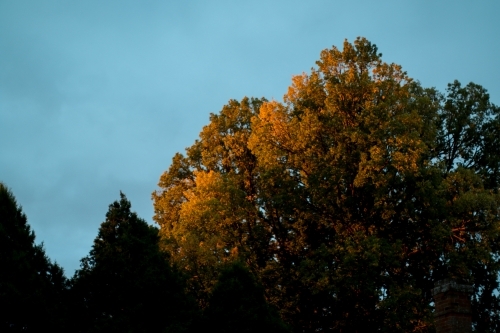 Tree top of turning leaves catching the sunset - Australian Stock Image