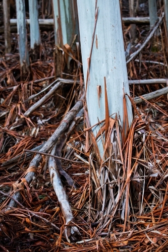 tree trunks and strips of shed bark - Australian Stock Image