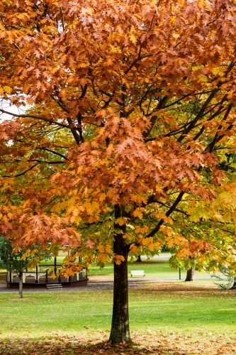 tree with autumn leaves, vertical - Australian Stock Image