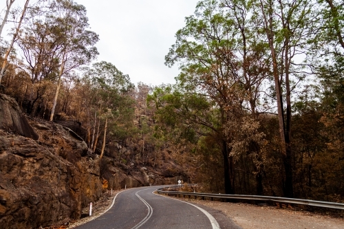 Trees burnt brown and black beside Putty road after bushfire - Australian Stock Image