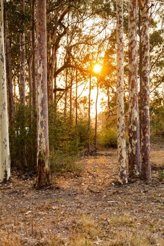 Trees in rural backyard lit in orange light by smoke haze from bushfires - Australian Stock Image