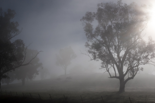 trees on a hillside on a foggy sunrise - Australian Stock Image