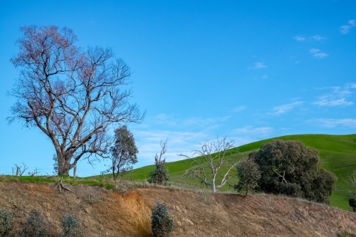 Trees on a lush hillside and a clear blue sky